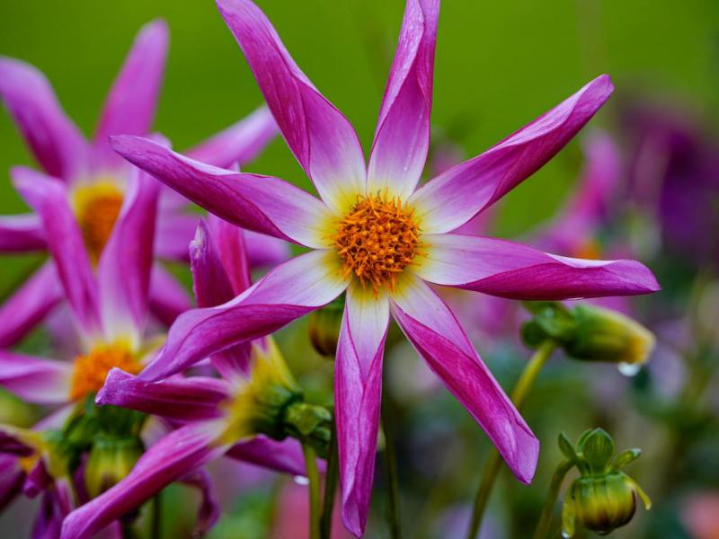 Desapego…por Mágica Mistura