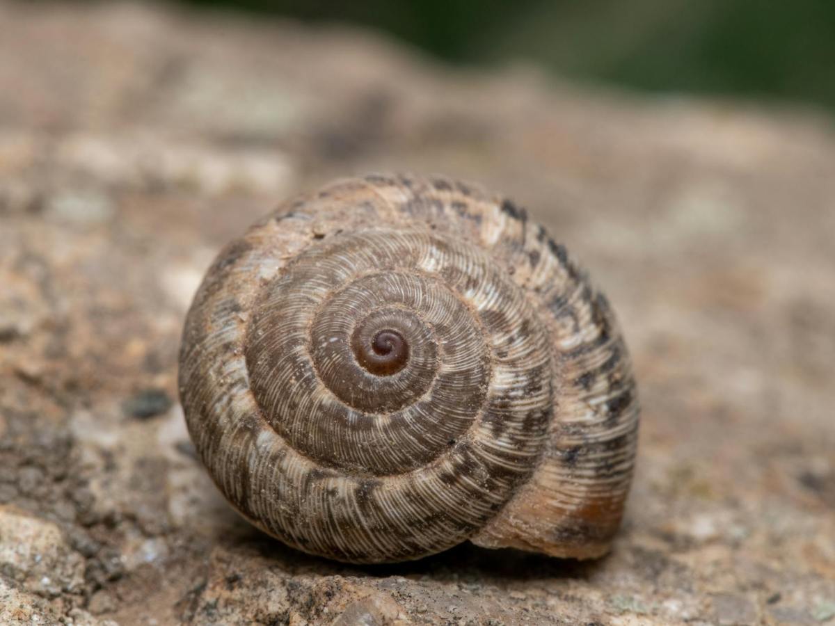 Espiral…por Mágica Mistura